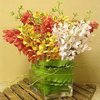 Mixed orchids 