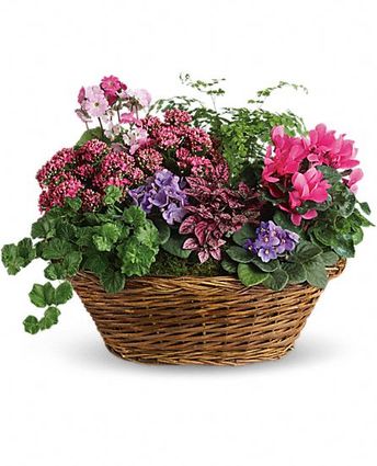 Mixed Plant Basket