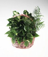 Mixed planter basket of foliage.