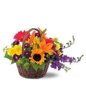 Mixed sunflowers basket Mixed sunflowers basket
