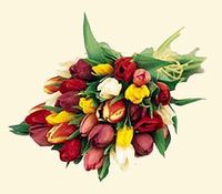 Mixed Tulip Bouquet Mixed Tulip Bouquet