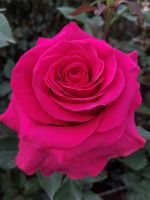 Dallas Florist- Mother's Day Roses