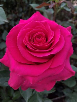 Dallas Florist- Mother's Day Roses