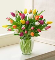 Multicolored Tulips, 