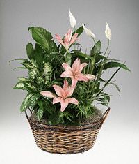Natural basket of mixed foliage with flower accents.