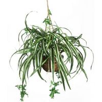 Natural Spider Hanging Basket Plant Natural Spider Hanging Basket Plant