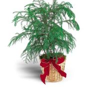 Norfolk Island Pine PLANT 8"