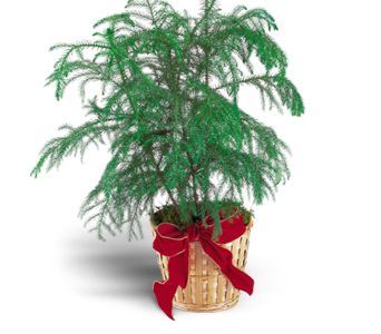 Norfolk Island Pine PLANT 8"