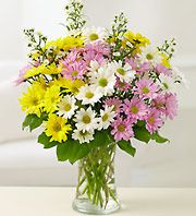 One Dozen Daisies Arranged in a Vase