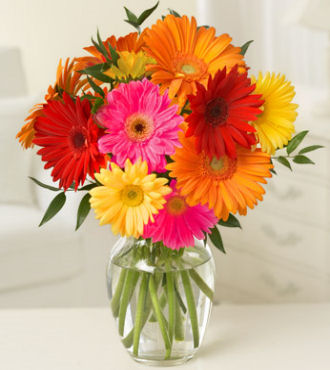 One Dozen Gerbera Daisies