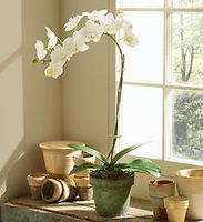 Orchid 