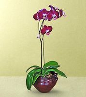 Orchid Plant #2 Orchid Plant #2