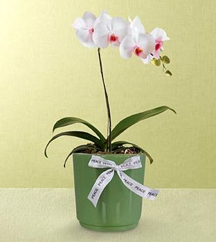 Orchid Plant