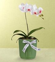 Orchid Plant Orchid Plant