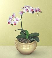 Orchid Plant Orchid Plant