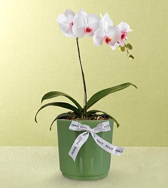 Orchid Plant