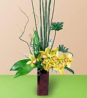 Orchids 