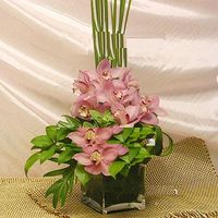 Orchids 