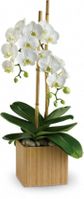 Orchids Orchids