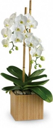  Orchids