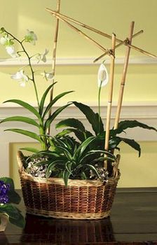 Orchids Dishgarden