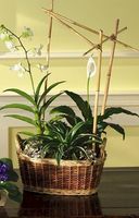 Orchids Dishgarden