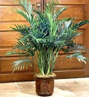 Palm floor plant