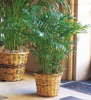 Parlor Palm