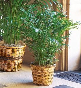 Parlor Palm