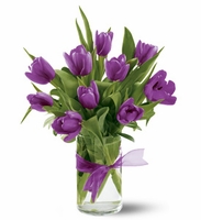 Passionate Purple Tulips Passionate Purple Tulips