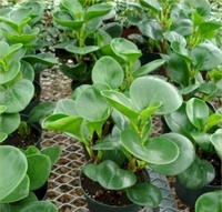 Peperomia - Green