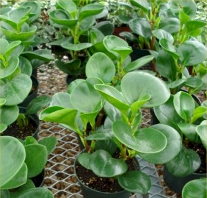 Peperomia - Green
