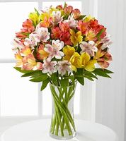 Peruvian Lilies
