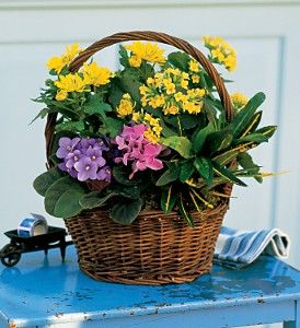 Petite European Basket 