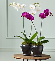 Phalaenopsis Orchid