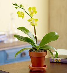 Phalaenopsis Orchid 