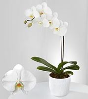Phalaenopsis Orchid