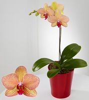 Phalaenopsis Orchid