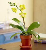 Phalaenopsis Orchid 