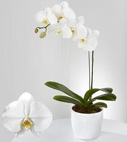 Phalaenopsis Orchid