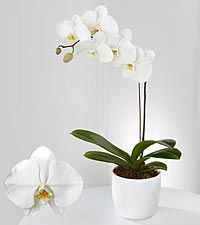 Phalaenopsis Orchid