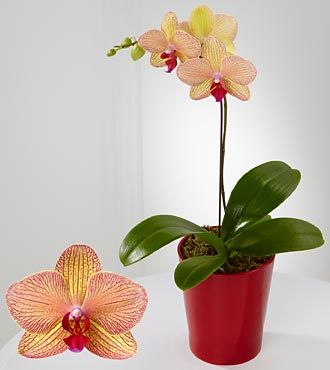 Phalaenopsis Orchid