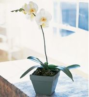 Phalaenopsis Orchid Plant