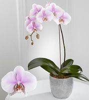 Phalaenopsis Orchid purple