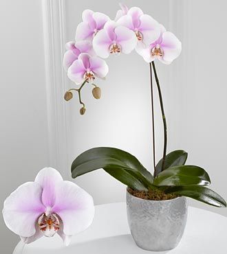 Phalaenopsis Orchid purple