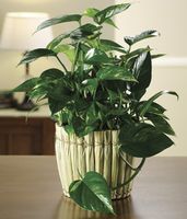 Philodendron Garden