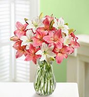 Pink and White Lilies