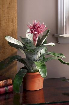 Pink Bromeliad