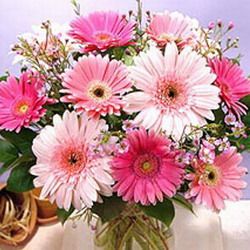 pink gerberas 