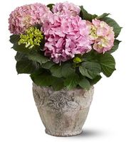 Pink Hydrangea Plant